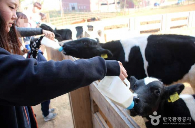 동물들에게 건초나 우유를 먹이는 체험도 해볼 수 있는 상하농원. 사진=한국관광공사