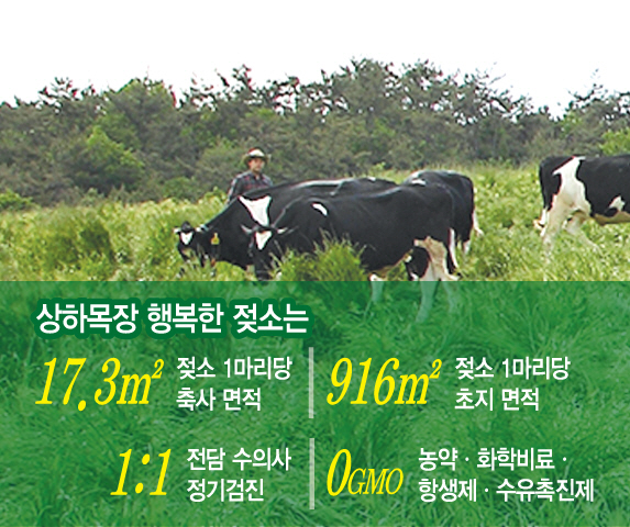 [식품박물관]①맘껏 뛰논 '행복한 젖소'…유기농 가치 입증