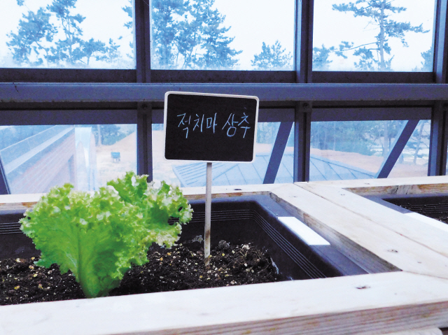 ‘농원식당’의 유리온실 내 상추모습, 쌈 채소를 비롯해 다양 